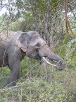 Tusker.JPG (132 KB)